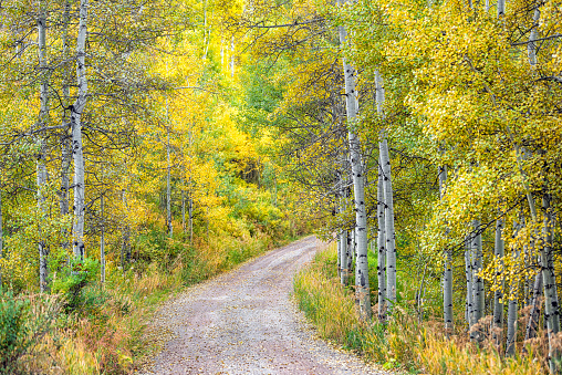 Colorado Rocky Mountains fall season foliage on Aspen trees by fairy tale small dirt path by Castle Creek scenic road with colorful yellow orange leaves