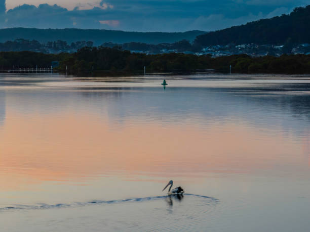 istock Soft and subtle sunrise waterscape over the bay with pelican 1446151587