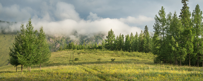 Forest glade on a cloudy morning, panoramic view