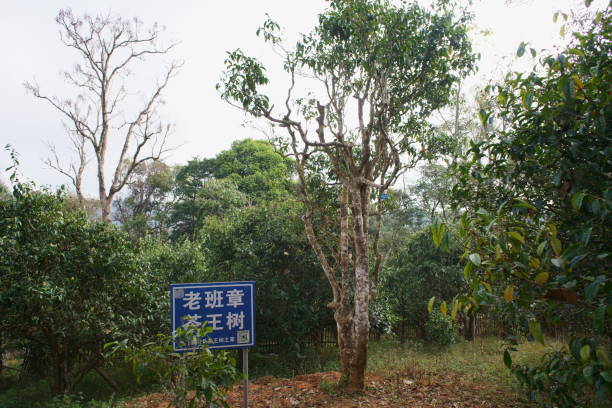 istock The king of Chinese tea trees 1446153378