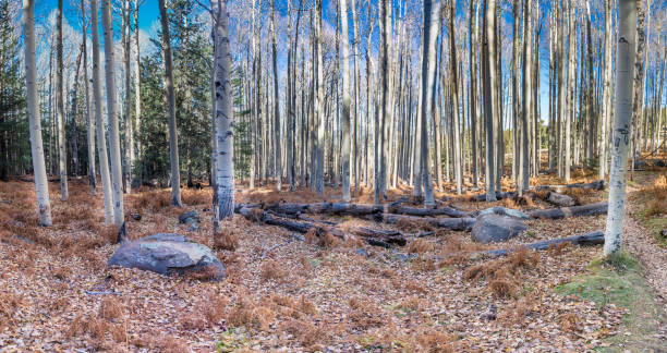 The Quaking Aspen (Populus tremuloides) gets its name from the way the leaves quake in the wind. The aspens grow in large colonies, often starting from a single seedling and spreading underground only to sprout another tree nearby. For this reason, it is considered to be one of the largest single organisms in nature. During the spring and summer, the aspens use sunlight and chlorophyll to create food necessary for the tree’s growth.  In the fall, as the days get shorter and colder, the naturally green chlorophyll breaks down and the leaves stop producing food.  Other pigments are now visible, causing the leaves to take on beautiful orange and gold colors.  These colors can vary from year to year depending on weather conditions.  For instance, when autumn is warm and rainy, the leaves are less colorful. This aspen grove was photographed along the Arizona Trail at Hart Prairie in the Coconino National Forest near Flagstaff, Arizona, USA.