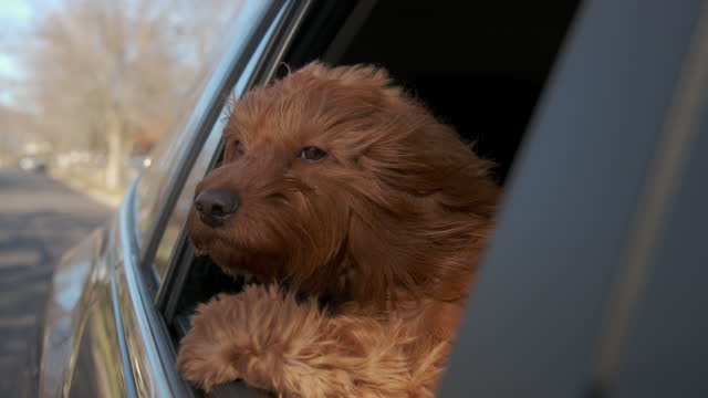 The Goldendoodle dog looks out the window of the car that is moving. Close up