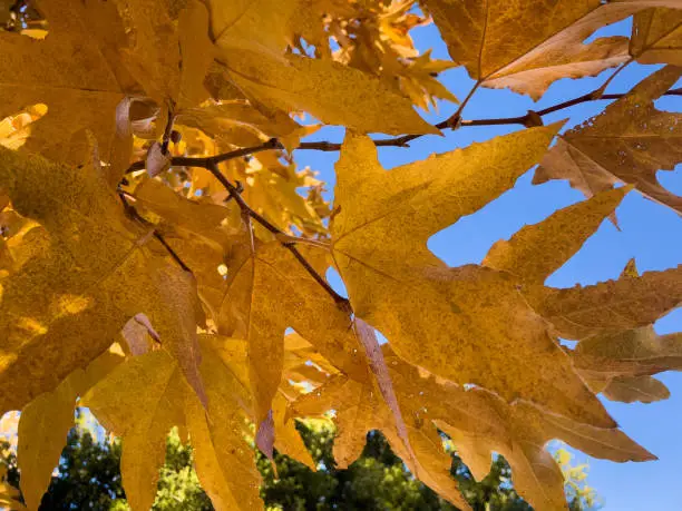 Bright yellow maple leaves on thin twig branches glowing in sunlight. Bright blue sky can be seen between the leaves.