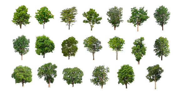 The collection of trees, Set of Isolated trees on white background