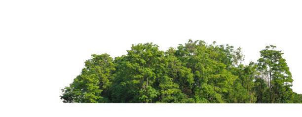 istock Green Trees isolated on white background. are Forest and foliage in summer for both printing and web pages 1446158183