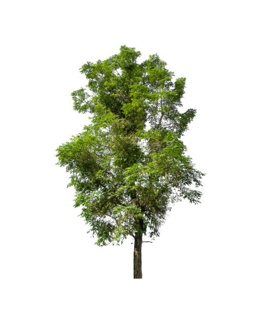 istock tree isolated on white background with clipping path and alpha chann 1446158239