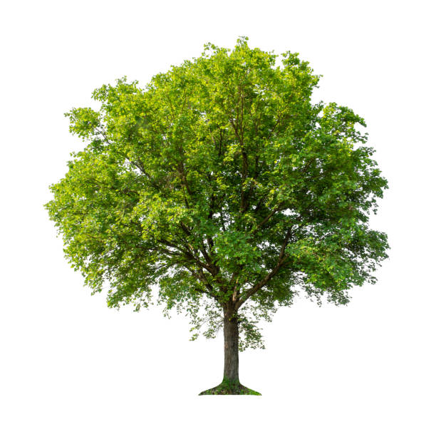 istock Tree that are isolated on a white background are suitable for both printing and web pages 1446158389