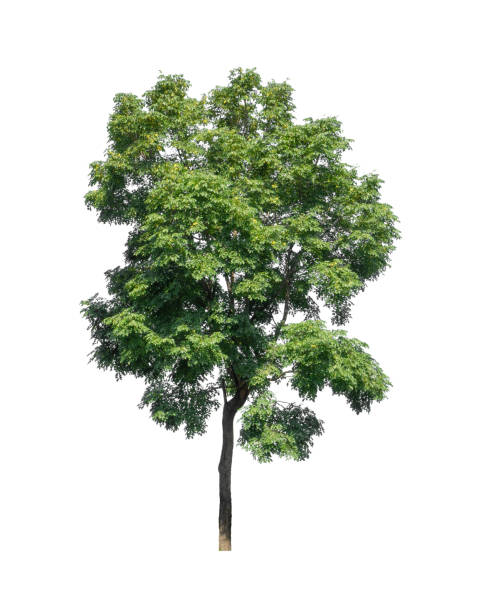 istock Trees that are isolated on a white background are suitable for both printing and web pages 1446158507