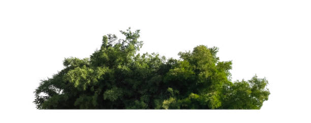 istock green trees isolated on white background. are forest and foliage in summer for both printing and web pages 1446159207