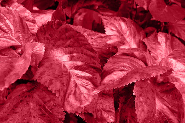 istock abstract magenta color leaf texture, nature background, 1446159467