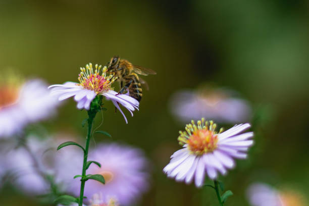 istock The bee collects nectar for wintering. 1446160232