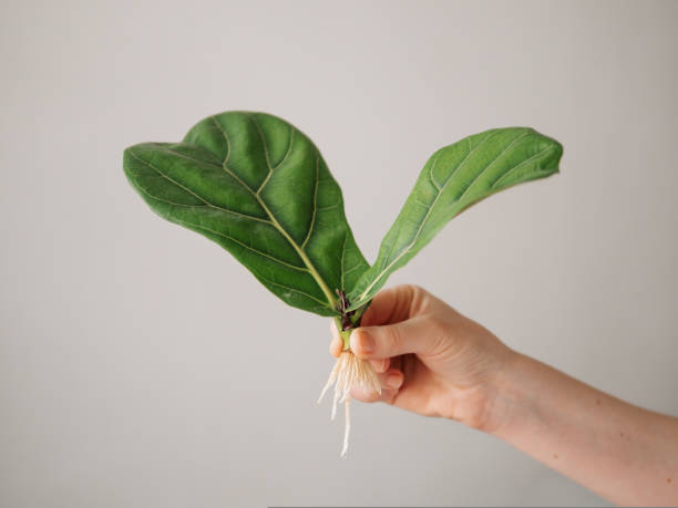 Rooted cutting of fiddle leaf fig or ficus lyrata Propagating Fiddle Leaf Fig. Female hand hold stem cutting of ficus lyrata with white roots. How to propagate fiddle leaf fig tree, urban gardening concept. rooted cutting stock pictures, royalty-free photos & images