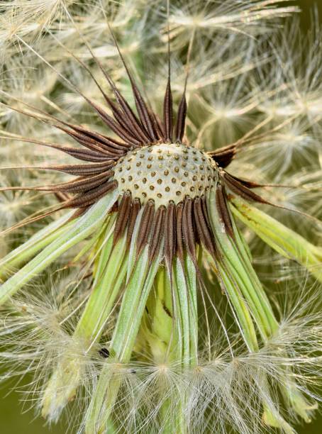 istock Dandelion seed spores (Taraxacum officinale) blowing away in the wind. 1446163731
