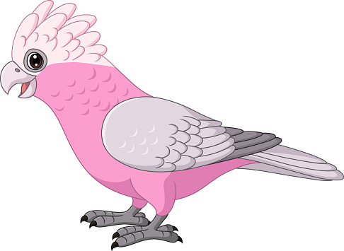 Cartoon Galah Cockatoo Parrots Bird