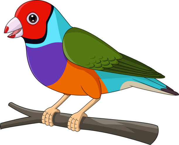 ilustrações, clipart, desenhos animados e ícones de pássaro do tentilhão gouldiano dos desenhos animados no galho da árvore - parrot multi colored bird perching