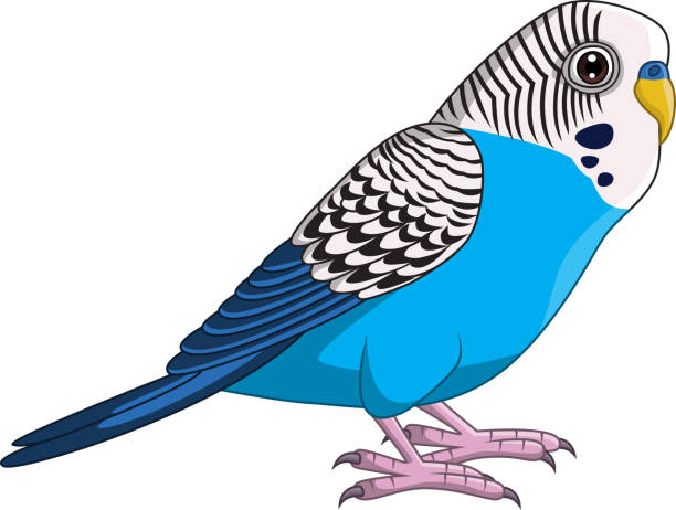 Cartoon Blue Budgie Parakeet on White Background Vector illustration of Cartoon Blue Budgie Parakeet on White Background blue budgies cartoons stock illustrations