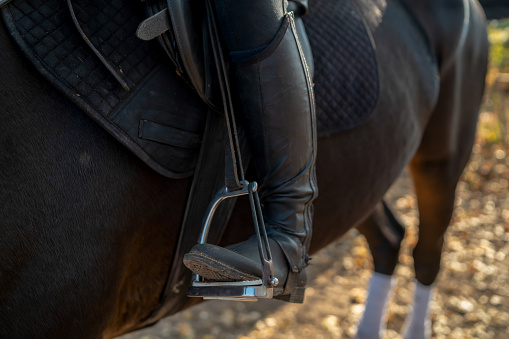 Asil Arabian horses (Asil means - this arabian horses are of pure egyptian descent) - grey mare standing and looking curiously