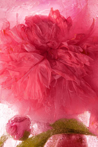 Peony flower in ice in magenta color
