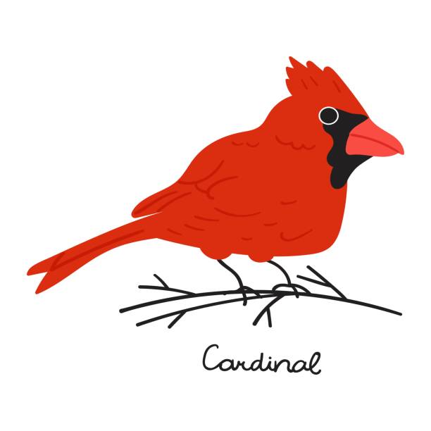 Cardinal Red Color Vector 920+ Red Cardinals Cartoons Stock Illustrations, Royalty-Free Vector ...