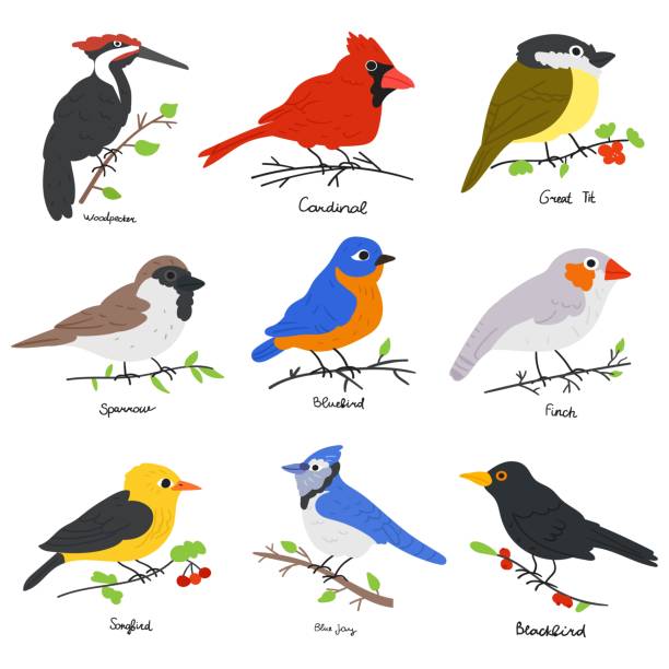 ilustraciones, imágenes clip art, dibujos animados e iconos de stock de pájaros en las ramas. - beak biology bird multi colored