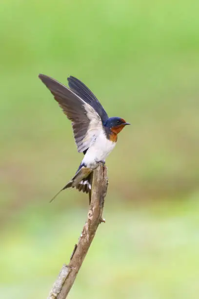 Swallow bird on a tree branch starts to take-off. The Sri Lanka swallow is a resident breeder endemic to Sri Lanka. It is closely related to the red-rumped swallow and was formerly considered a subspecies.