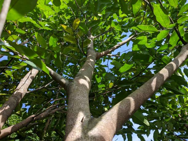 istock agarwood tree (Aquilaria malaccensis) in the morning 1446170023