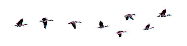 istock Flock of Canada Geese flying in V-Formation 1446170161