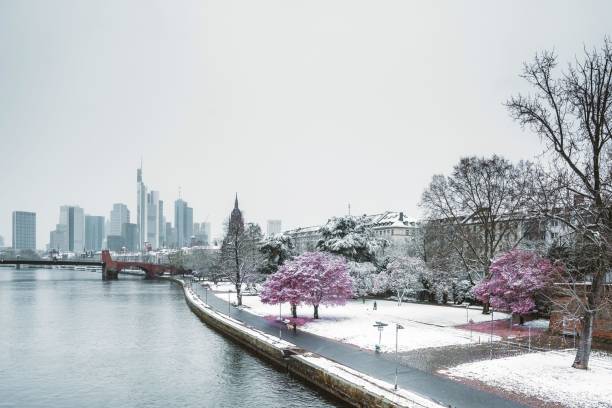 istock Path near cherry blossom in a winter day 1446170647