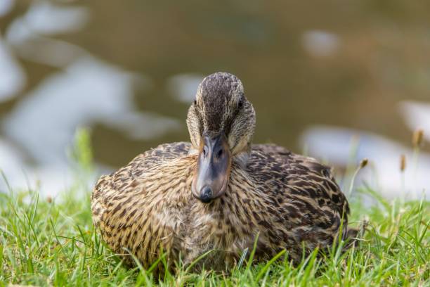 istock Selective focus of a Mallard sitting on the grass in a park 1446170673