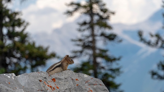 curious chipmunk standing on the look-out on a rock with red spots on it
