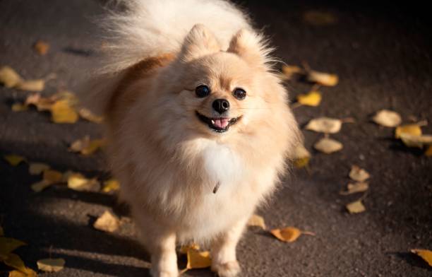 istock Little Spitz dog walks on the pavement in sunny autumn 1446171275