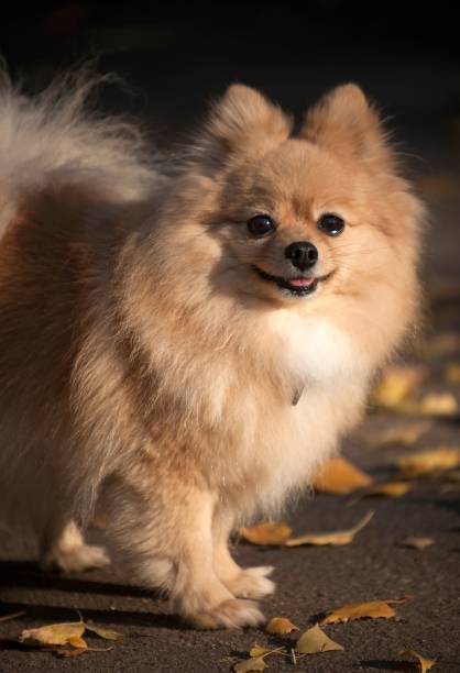 istock Little Spitz dog walks on the pavement in sunny autumn 1446171280