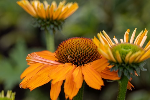 A closeup of an Echinacea atrorubens plants in the garden.