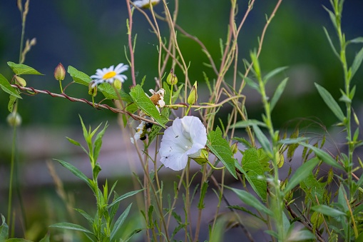 A closeup shot of common daisies and hedge bindweed