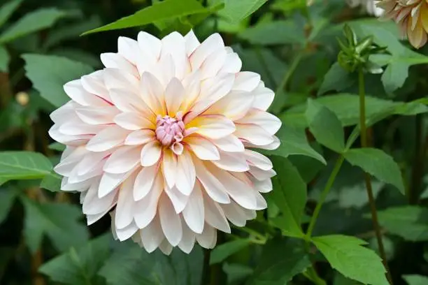 Photo of White and pink decorative dahlia, with foliage in a garden