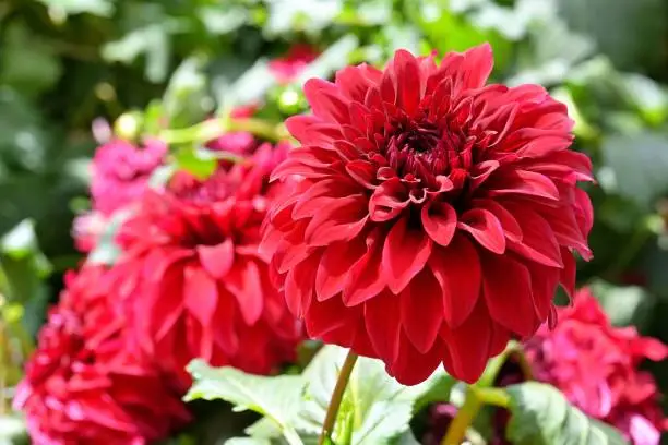 Photo of Beautiful red dinner plate dahlias with foliage in a garden