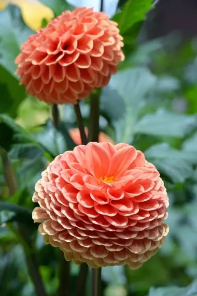 Photo of Close-up of light orange ball dahlia flowers with foliage