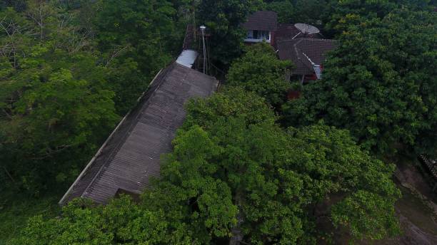 istock A house with a tree environment yard in tropicalcoun 1446172236