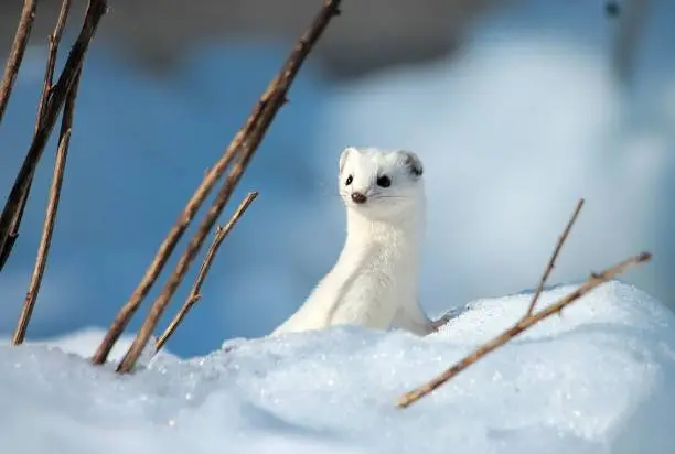 A white stoat in the snow.