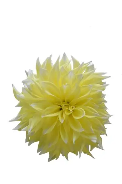 Photo of Close-up of light yellow semi-cactus type Dahlia flower, isolated on white background