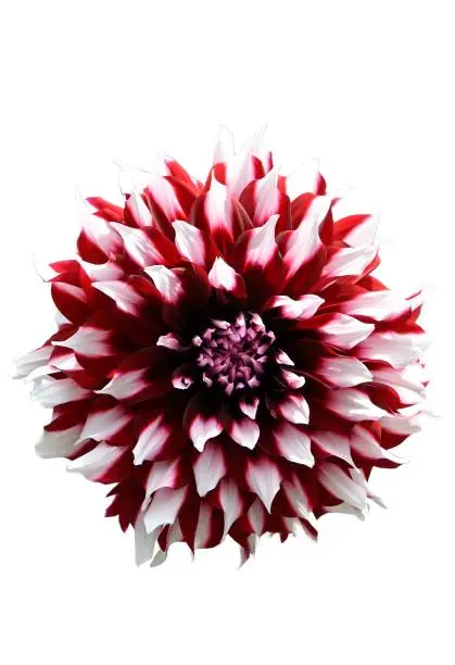 Photo of Close-up of bicolor red white Dahlia, isolated on white background, clipping path