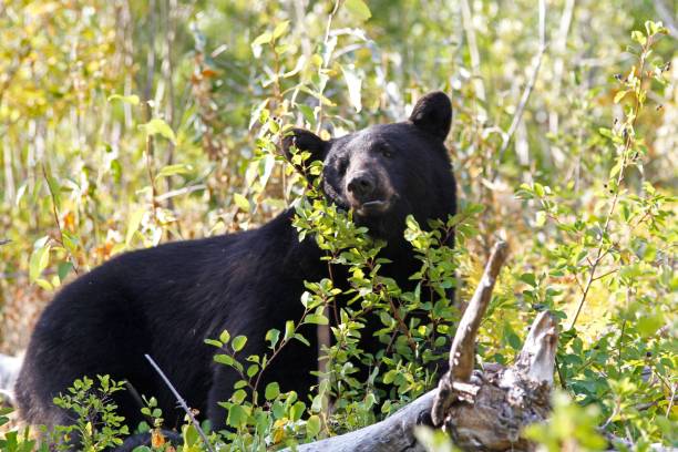 istock Olympic black bear through sunny plants and looking back in he forest 1446172704