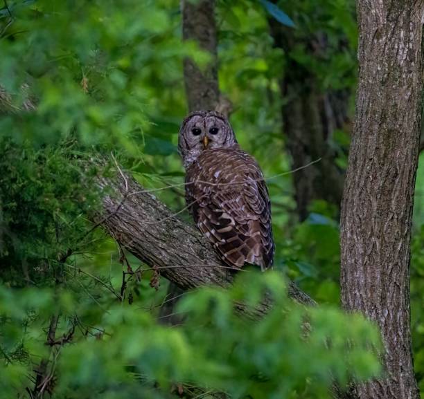 istock Barred owl perched on a branch in a forest 1446172837