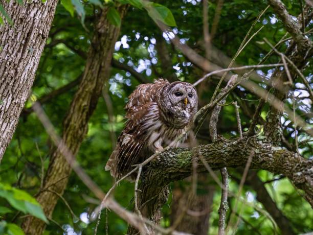 istock Barred owl perched on a branch in a forest 1446172907
