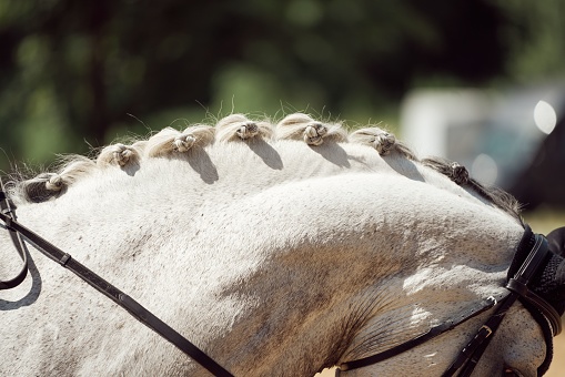 A closeup shot of the white horse neck