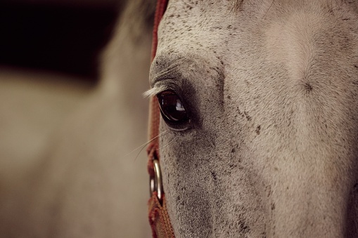 A closeup shot of a white horse head with sad eyes