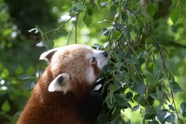 A hungry Red Panda, Ailurus fulgens, grasping fresh green Birch leaves