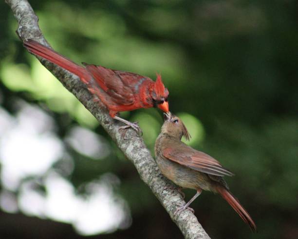 Selective focus shot of male and female cardinal on a branch in the forest share prey A selective focus shot of male and female cardinal on a branch in the forest share prey on a blurry background female cardinal bird stock pictures, royalty-free photos & images