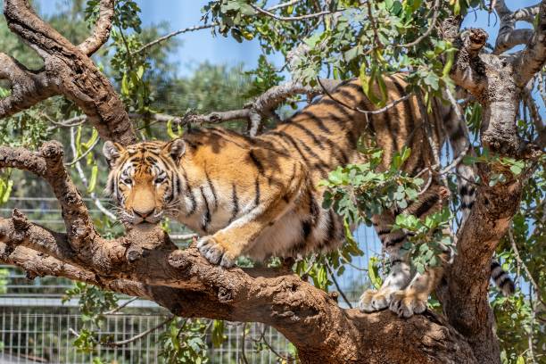 istock Beautiful tiger on a tree looking at the camera 1446174174
