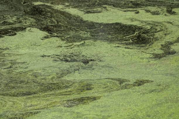 istock Beautiful view of algae on the Mississippi river 1446174554